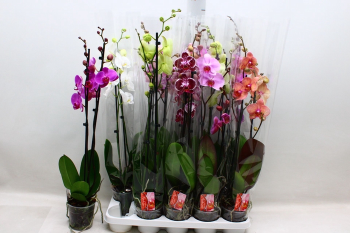 <h4>PHAL GEM</h4>