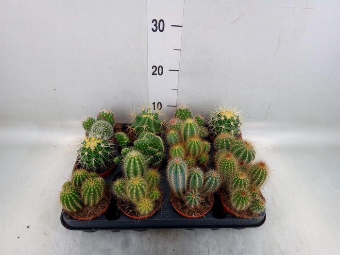 <h4>Cactus ...mix</h4>