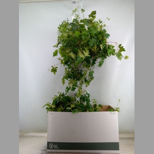 Cissus rhombifolia 'Ellen Danica'