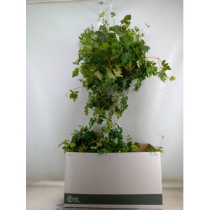 Cissus rhombifolia 'Ellen Danica'