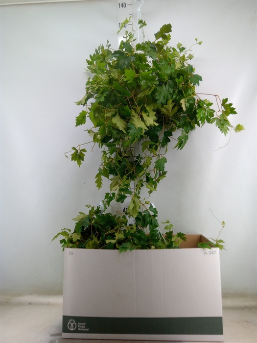 <h4>Cissus rhombifolia 'Ellen Danica'</h4>