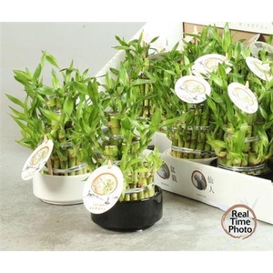 Dra Lucky Bamboo 3 Rings