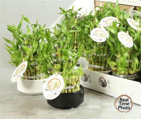 <h4>Dra Lucky Bamboo 3 Rings</h4>