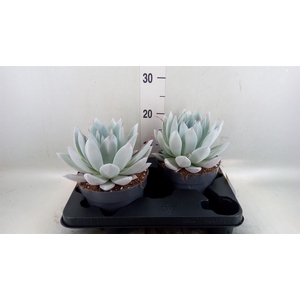 Echeveria 'Mexican Giant'