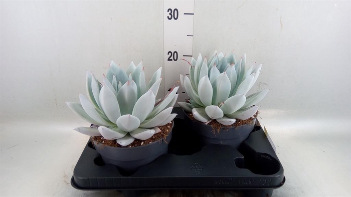 <h4>Echeveria  'Mexican Giant'</h4>