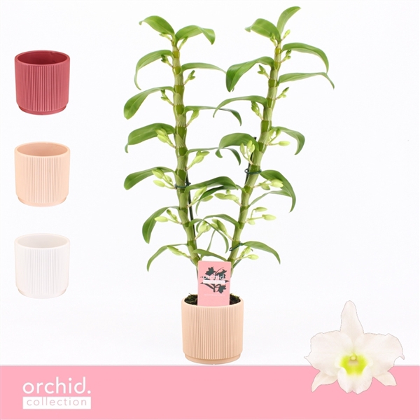 <h4>Dendrobium Nobilé, Apollon 2-spike in Horizon Ribble 'Orchid Collection'</h4>