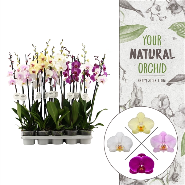 <h4>Your Natural Orchid | Mix 75cm | Phalaenopsis 2 spike</h4>