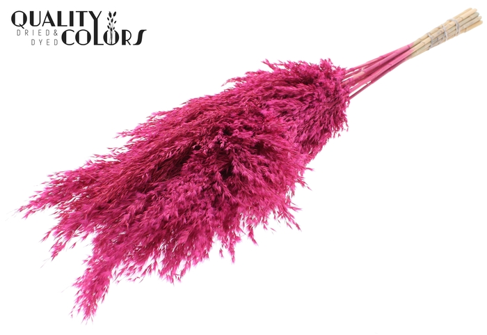 <h4>Pampas Grass 70cm 10st/bunch Frosted Cerise</h4>