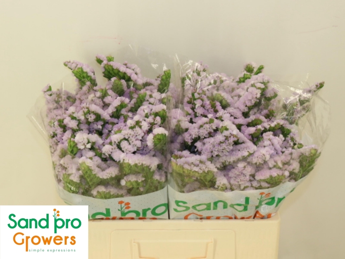 <h4>LIM S TESSA LAVENDER</h4>