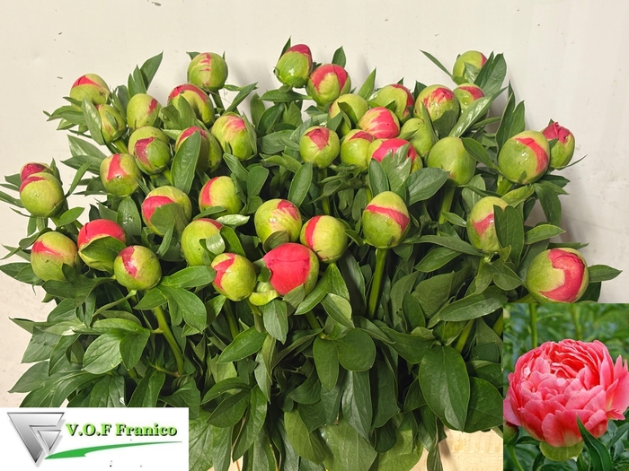 <h4>PAEO CORAL SUNSET</h4>