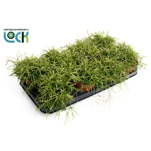 Rhipsalis Baccifera Oasis