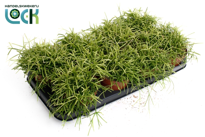 <h4>Rhipsalis Baccifera Oasis</h4>