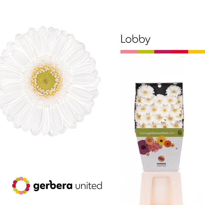 <h4>Germini Lobby Diamond</h4>