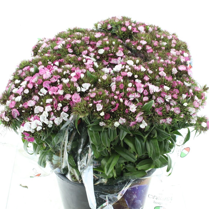 <h4>Di Barb Pink</h4>