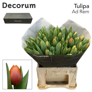 Tu En Ad Rem 66 Gr Big Box 100