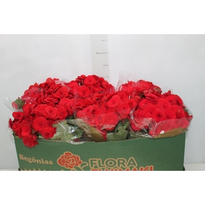 BEGONIA BALADIN P15