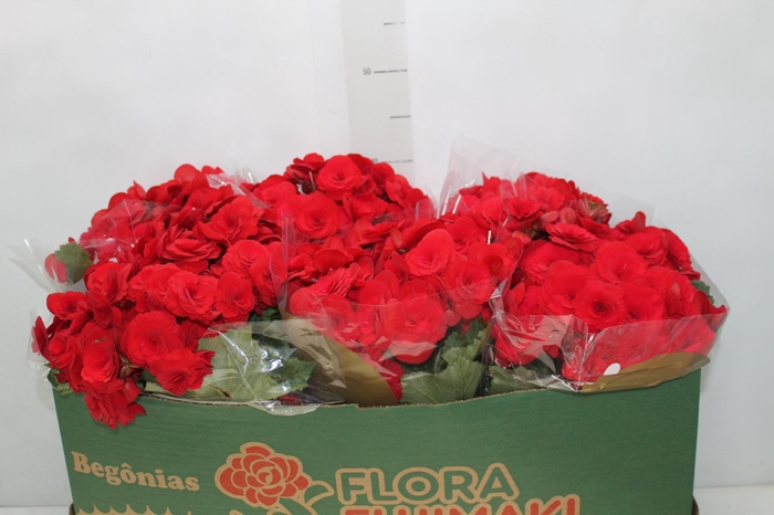 <h4>BEGONIA BALADIN P15</h4>