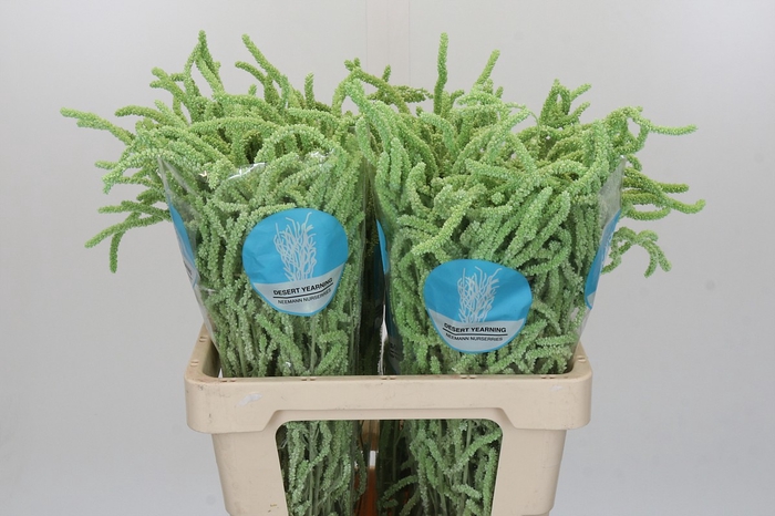 <h4>Amaranthus Yearming Desert Mint</h4>