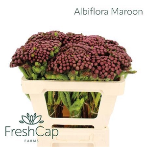 Albiflora Maroon
