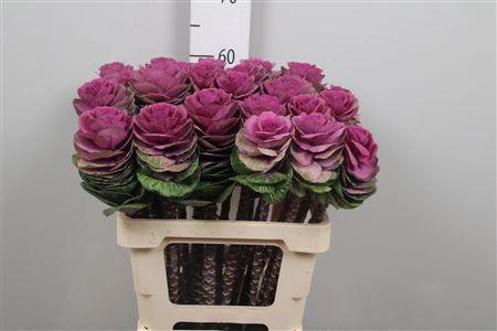 <h4>Brass Crane Carmine</h4>