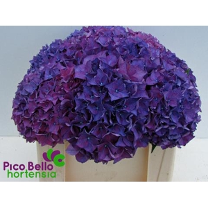 Hydrangea rodeo purple