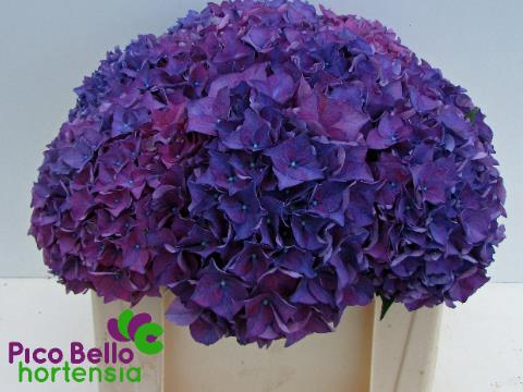<h4>Hydrangea rodeo purple</h4>
