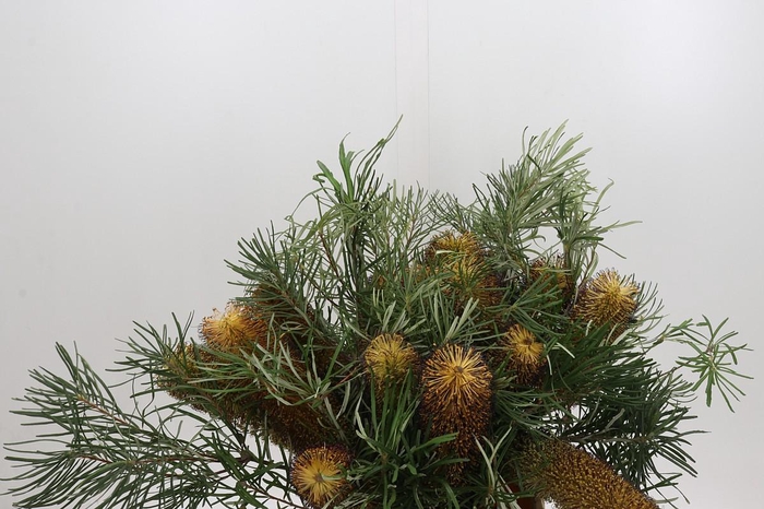 <h4>Banksia Spinulosa</h4>