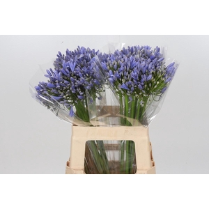 Agapanthus Blue Heaven