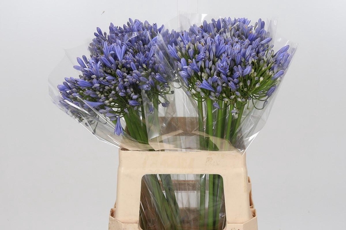 <h4>Agapanthus Blue Heaven</h4>