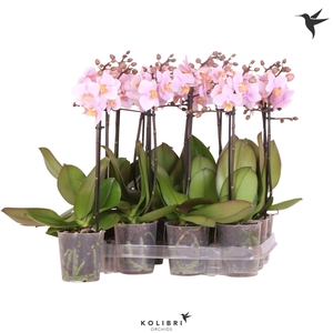 Kolibri Orchids Phalaenopsis Pink 1 spike No label