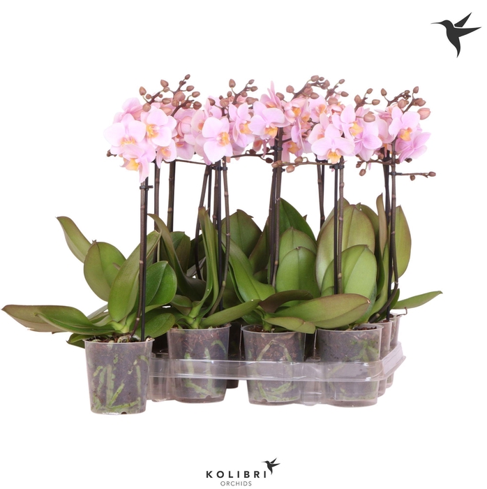 <h4>Kolibri Orchids Phalaenopsis Pink 1 spike No label</h4>
