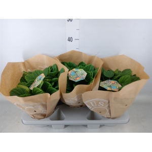 Peperomia albov. 'Rana Verde'