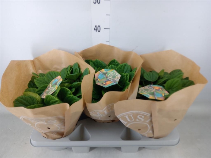 <h4>Peperomia albov. 'Rana Verde'</h4>