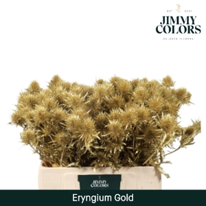 Eryngium (distel) L60 Goud