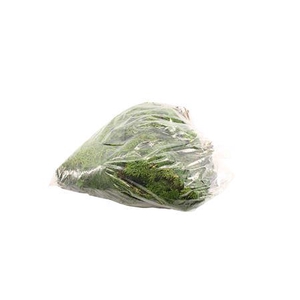 Chamaecyparis obtusa 'Nana Gracilis' per bos