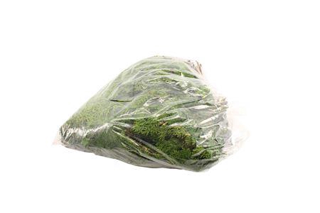 <h4>Chamaecyparis obtusa 'Nana Gracilis' per bos</h4>