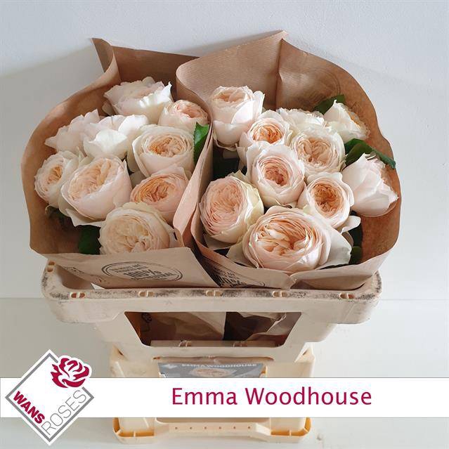 Rosa Garden Emma Woodhouse
