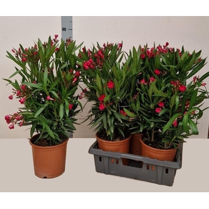 NERI OLEANDER