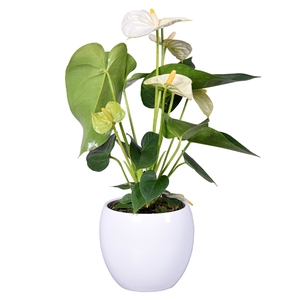 Anthurium Ton sur Ton in witte bolpot