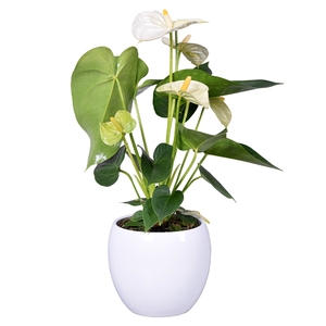 Anthurium Andreanum Grp overig