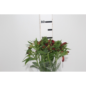 ALSTROEMERIA NATALYA 070 CM