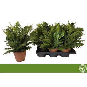 BLECHNUM SILVER LADY
