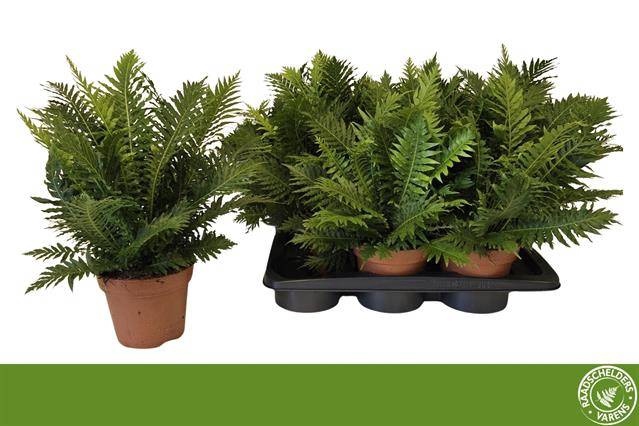 <h4>BLECHNUM SILVER LADY</h4>