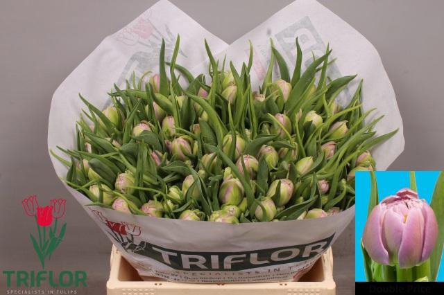 <h4>TU DU DOUBLE PRICE</h4>