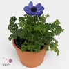Anemone cor. 'Harmony Blue'