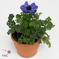 Anemone cor. 'Harmony Blue'