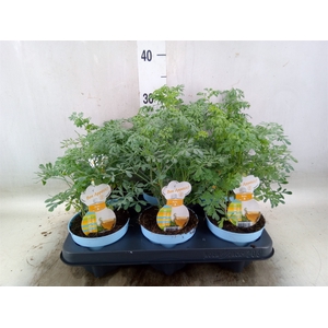 Ruta graveolens
