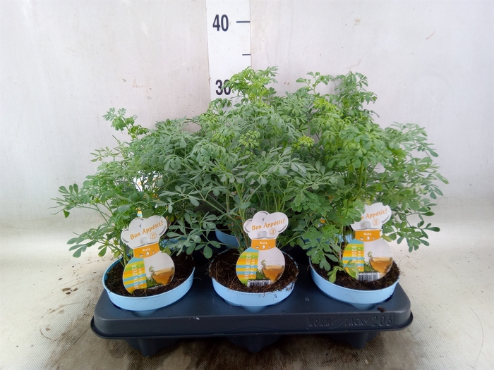 <h4>Ruta graveolens</h4>