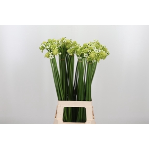 Ornithogalum Saundersiae