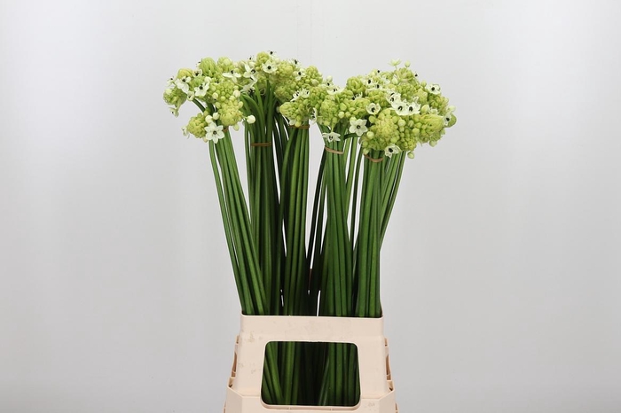 <h4>Ornithogalum Saundersiae</h4>